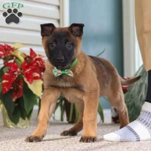Honey, Belgian Malinois Puppy
